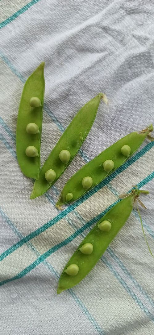 Summer green peas