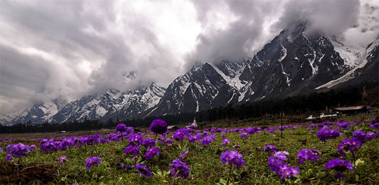 The-Valley-of-Flowers-Yumthang