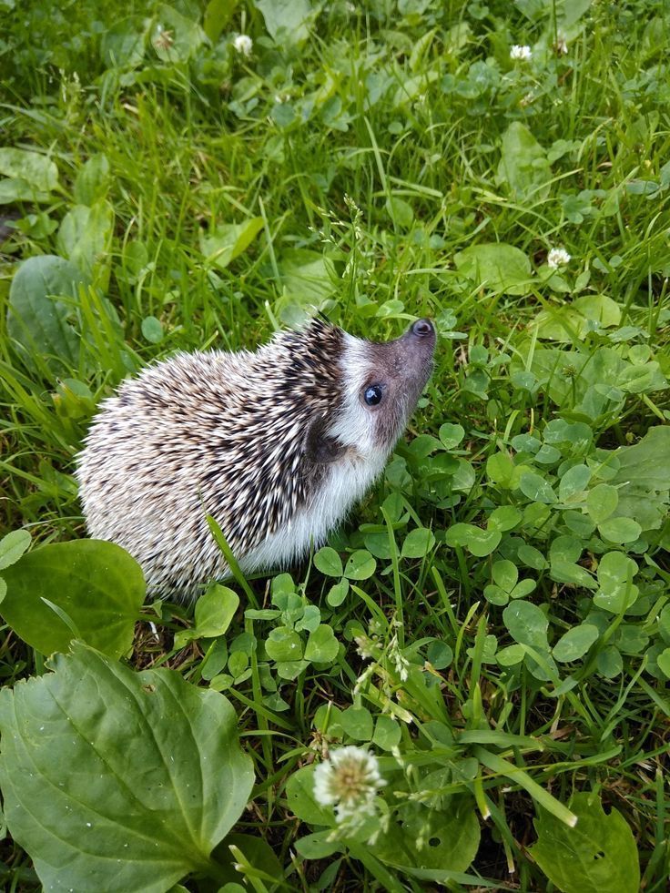 hedgehog green