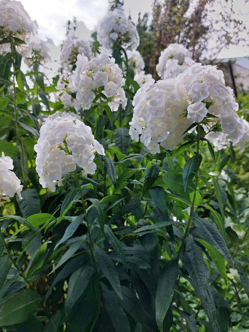 White blossom