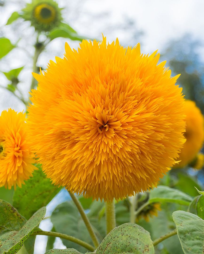 Teddy Bear Sunflower (Helianthus annuus)