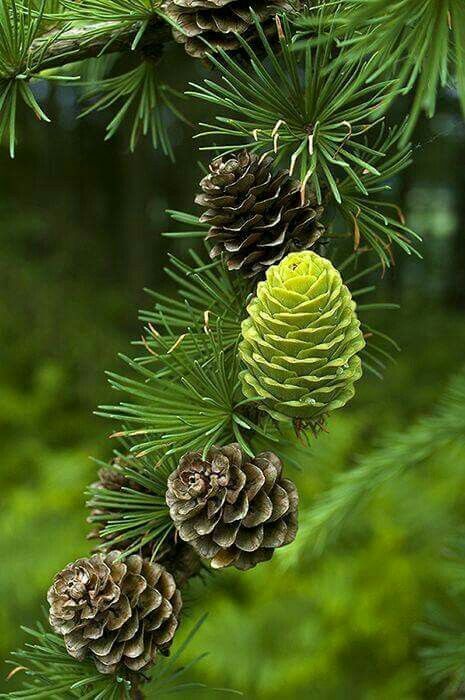 Love-pinecones