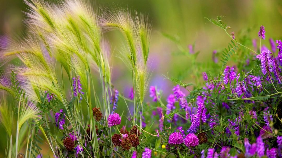 nice wheat and clover