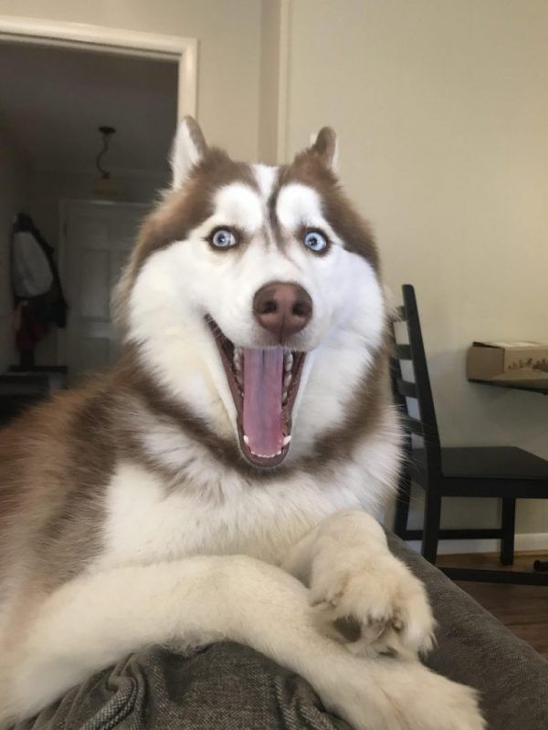 Husky