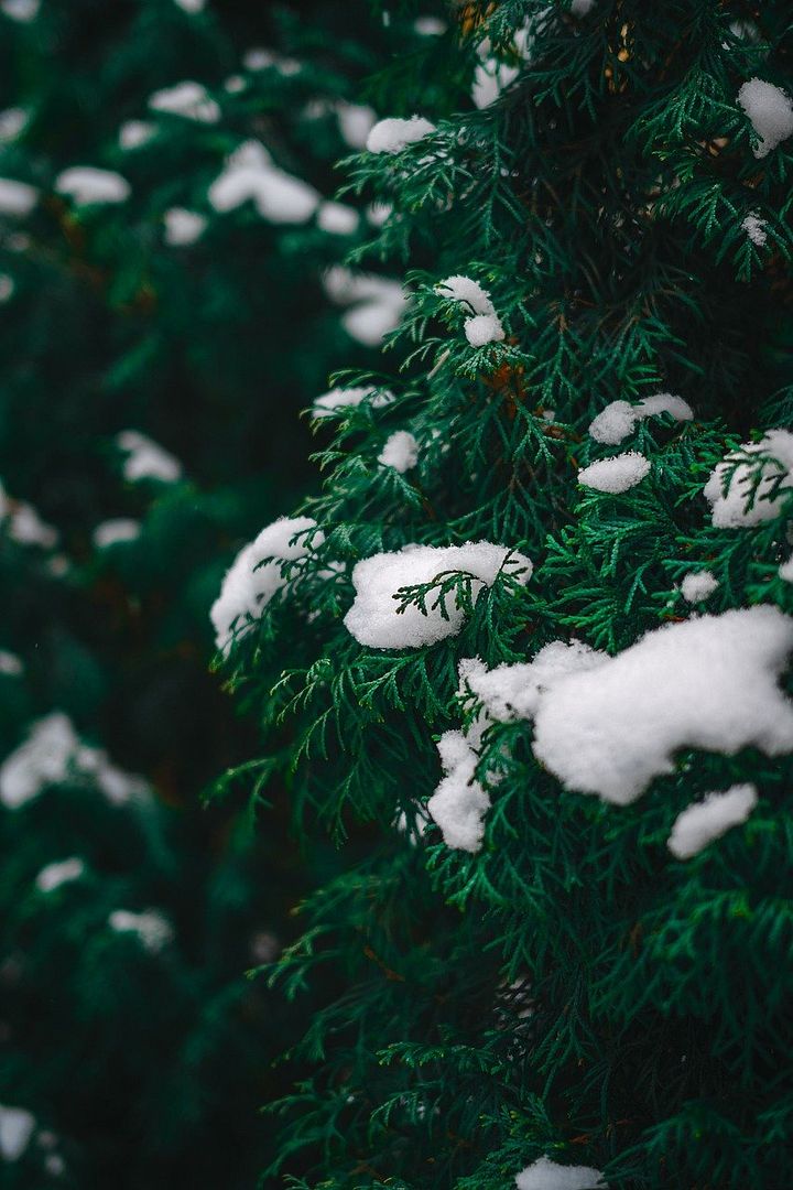 snow on tree