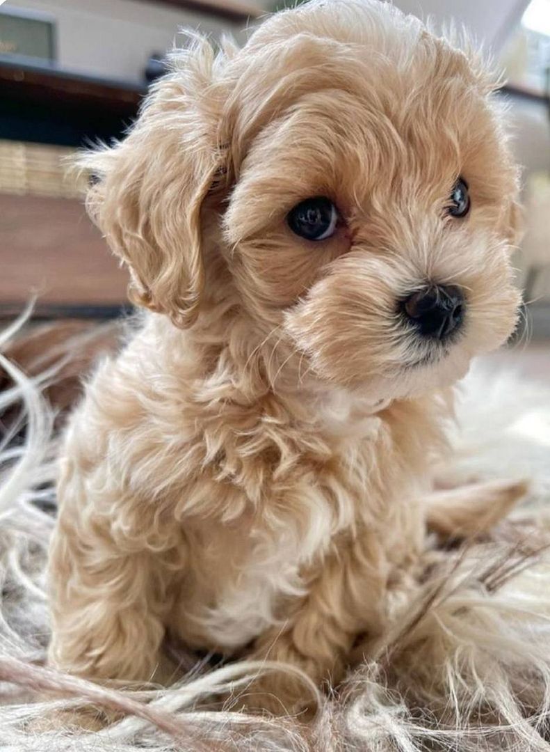 Cute maltipoo puppy