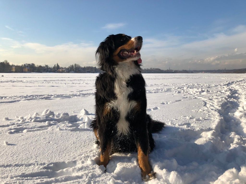 Bernese on the snow