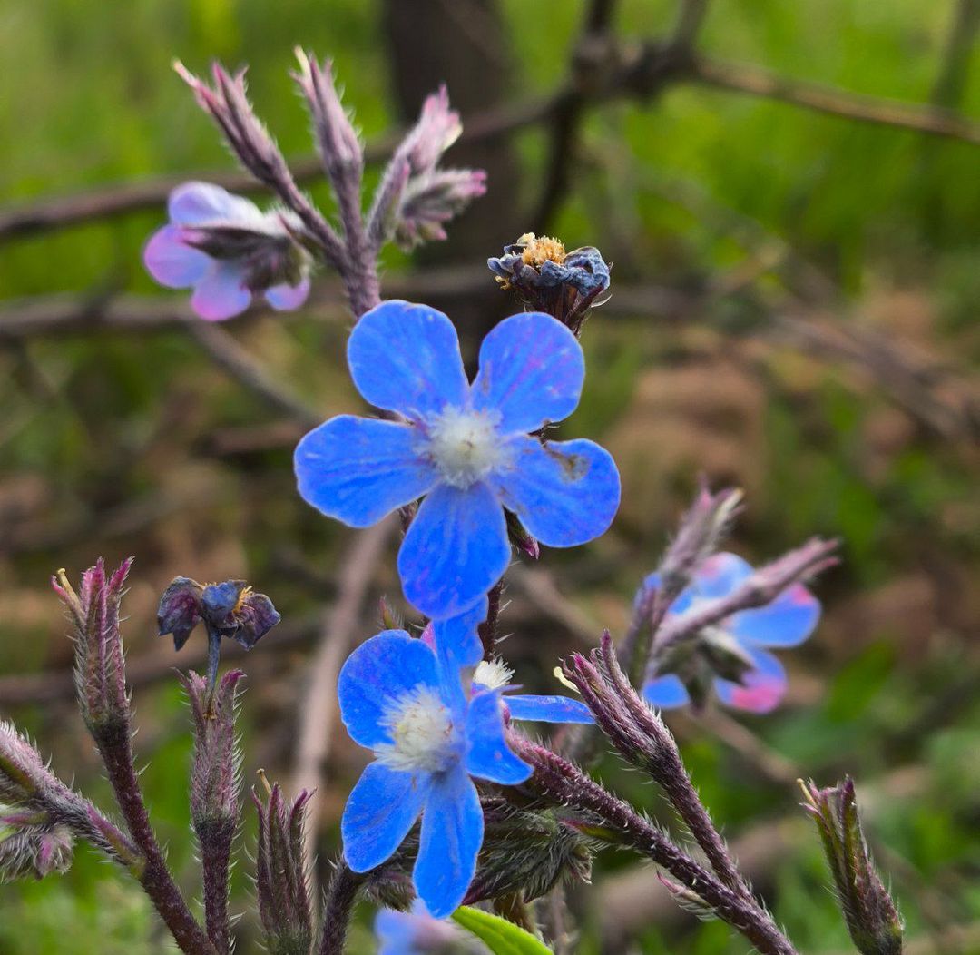 Purple flower