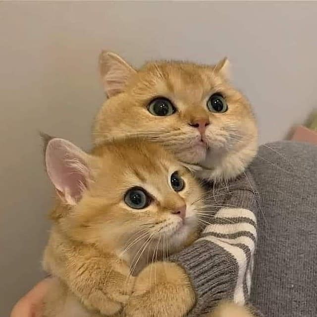 Cat hug cat