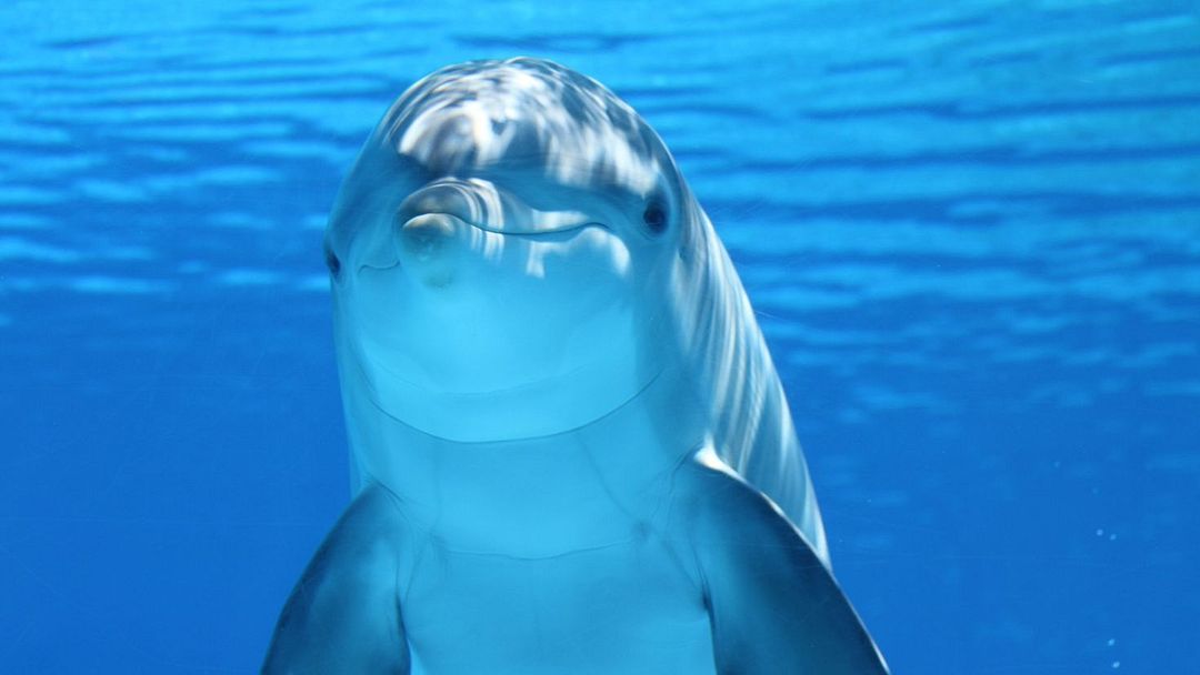 Dolphin