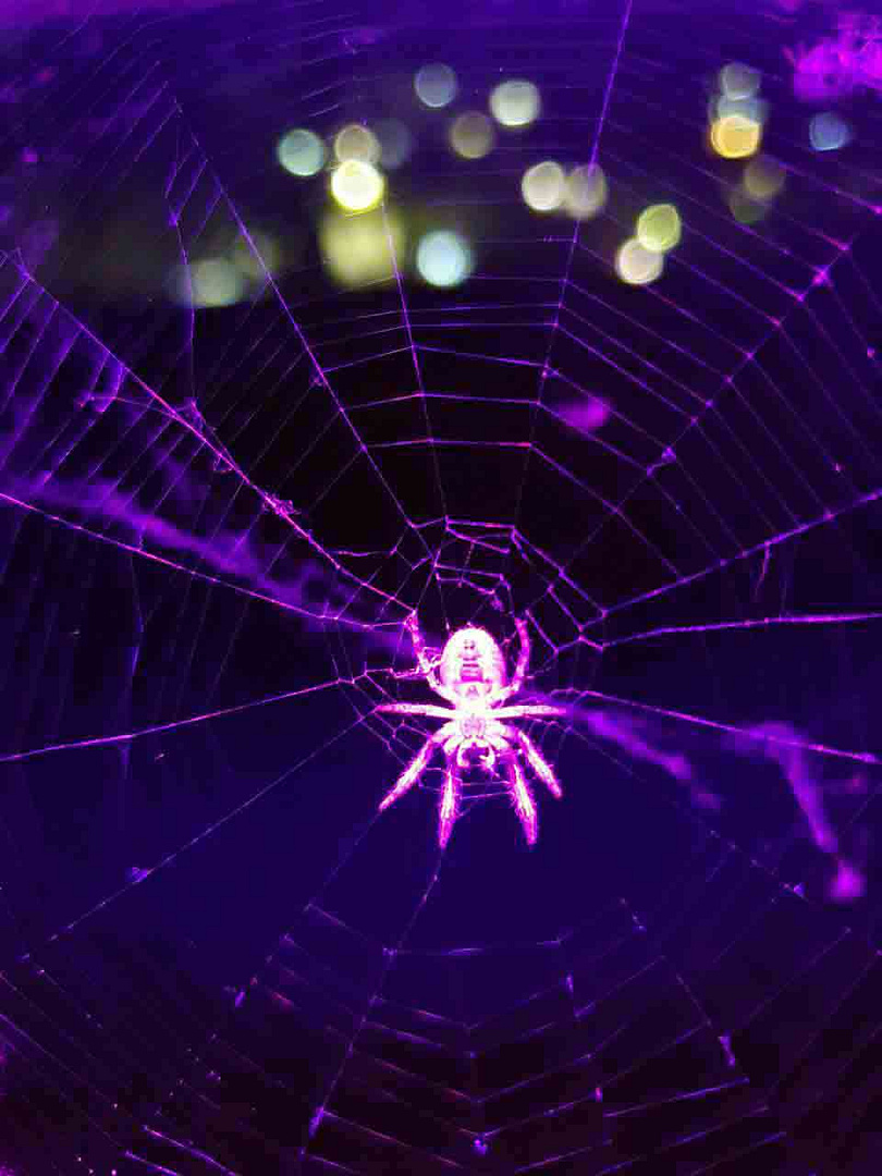 Night spider.