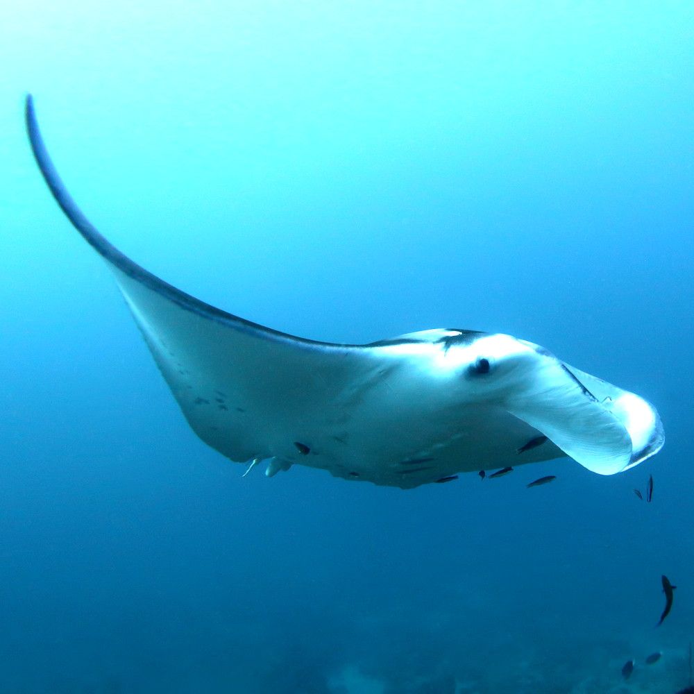 Manta