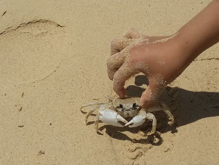 crab_okinawa