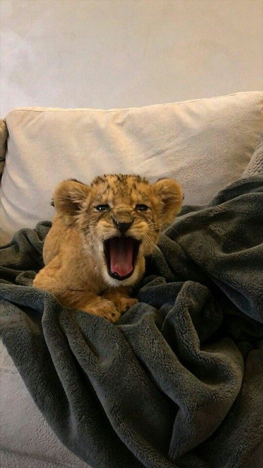 Little lion 🦁