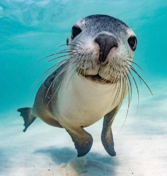 sea cat