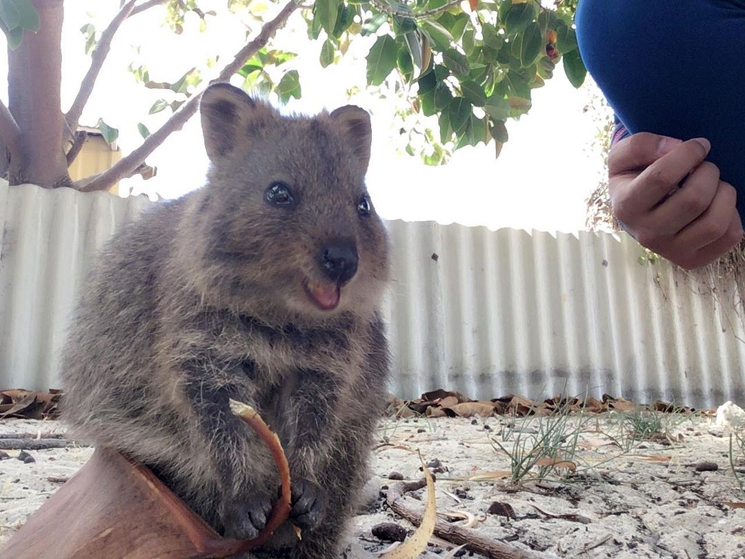 Smile Quokka