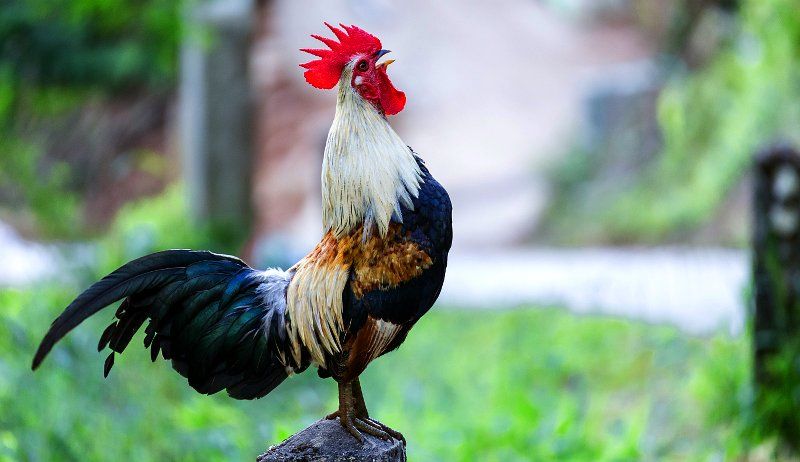 rooster-myths-524065222