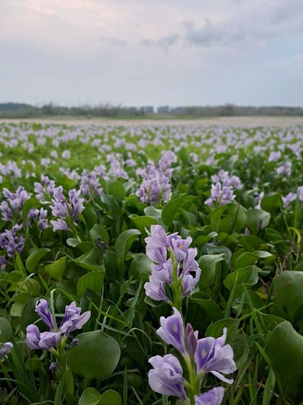 Beautiful wild plant