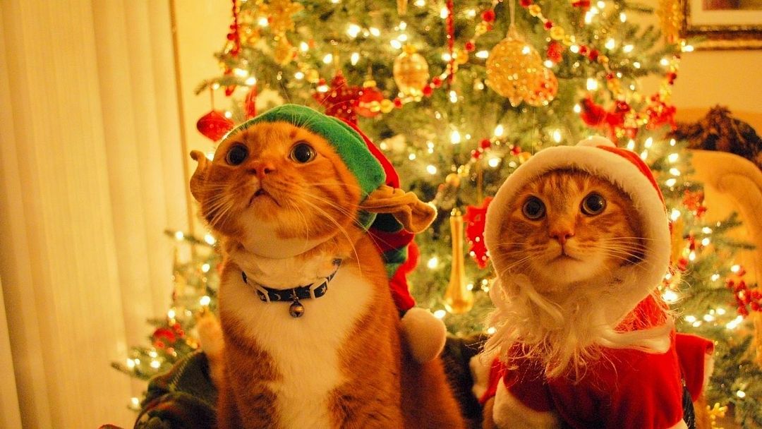 Christmas cats