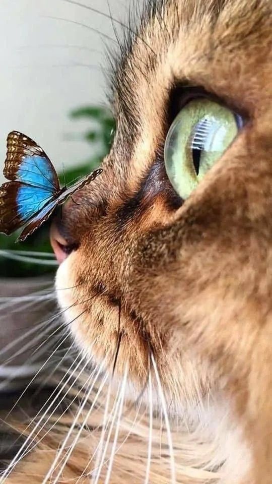 Cat_butterfly