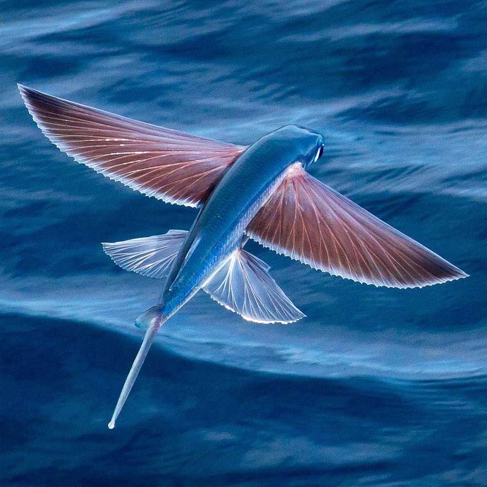 flying fish