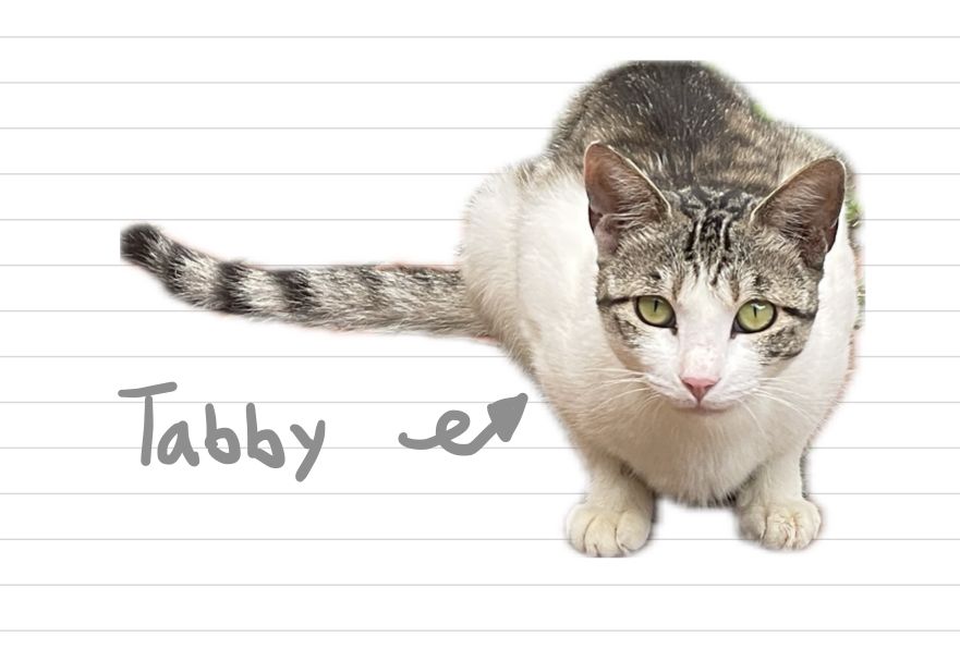 Cat_Tabby_4