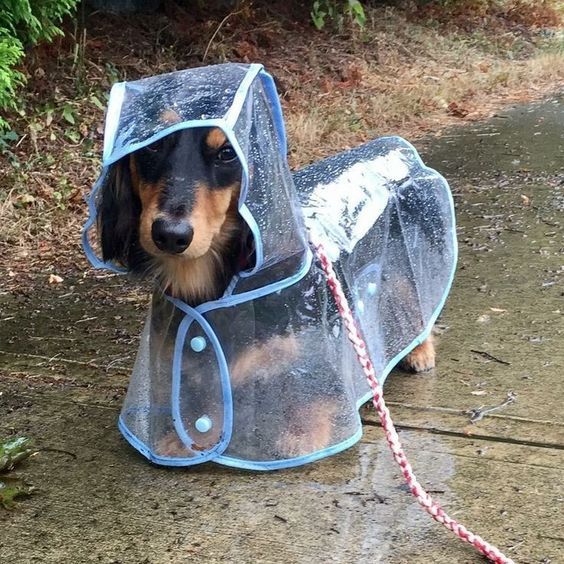 RAIN COAT