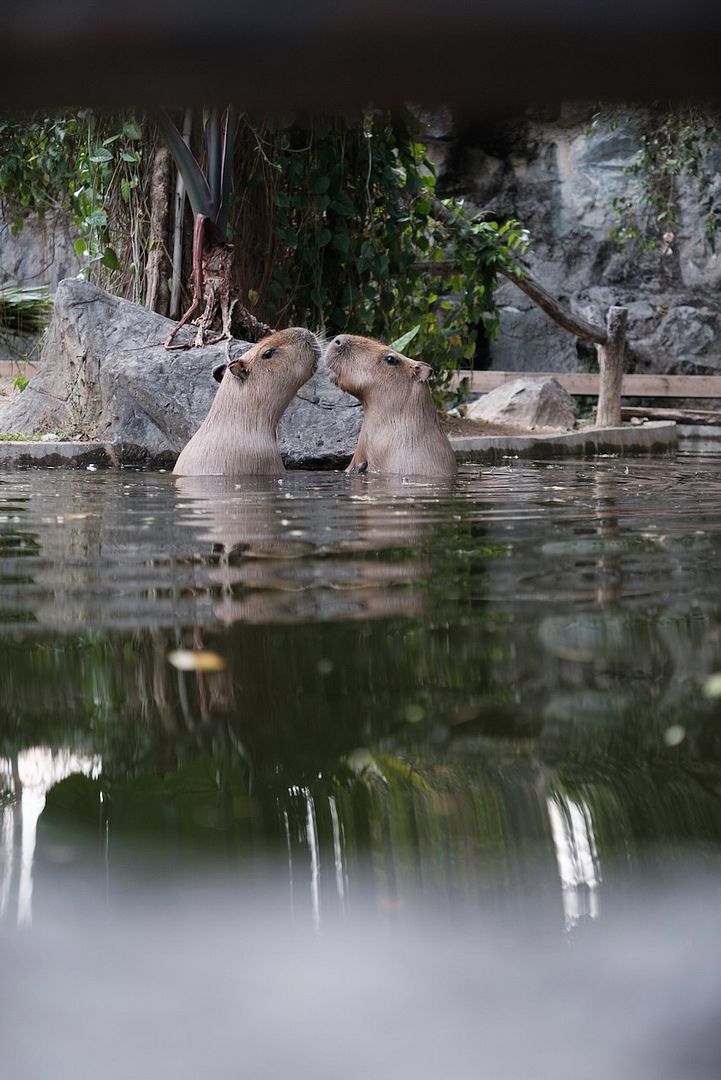 Capybaras