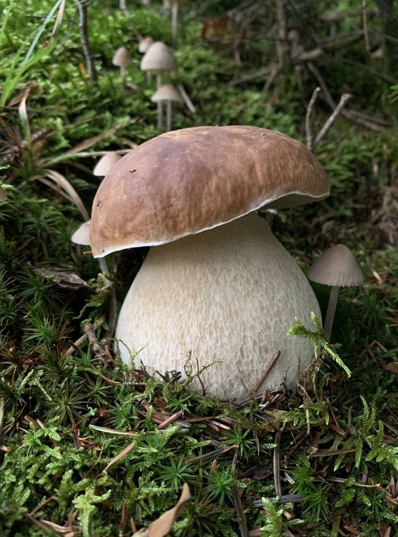 Boletus mushroom