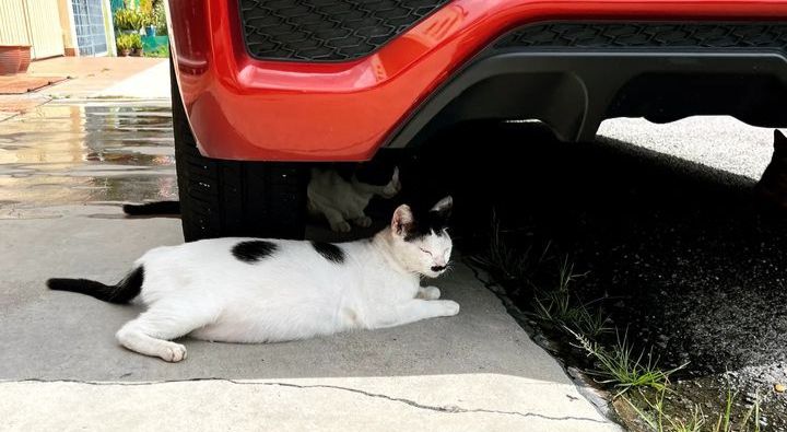 Cat Waiting For Bull Market