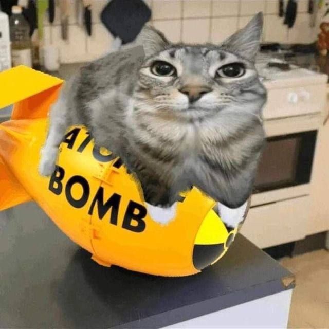 cat bomb