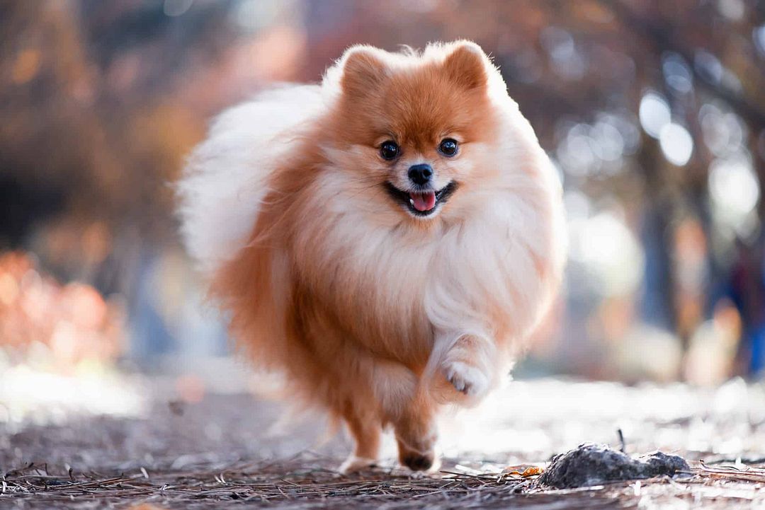 98cf1ea9-5549-4b11-a6f6-b70392a6a386Pomeranian