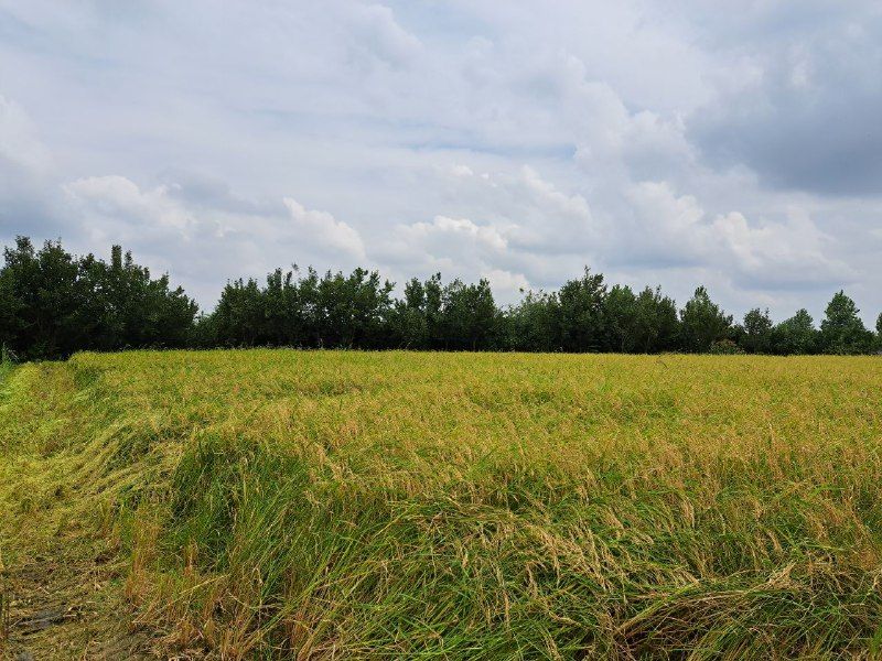 Rice farm