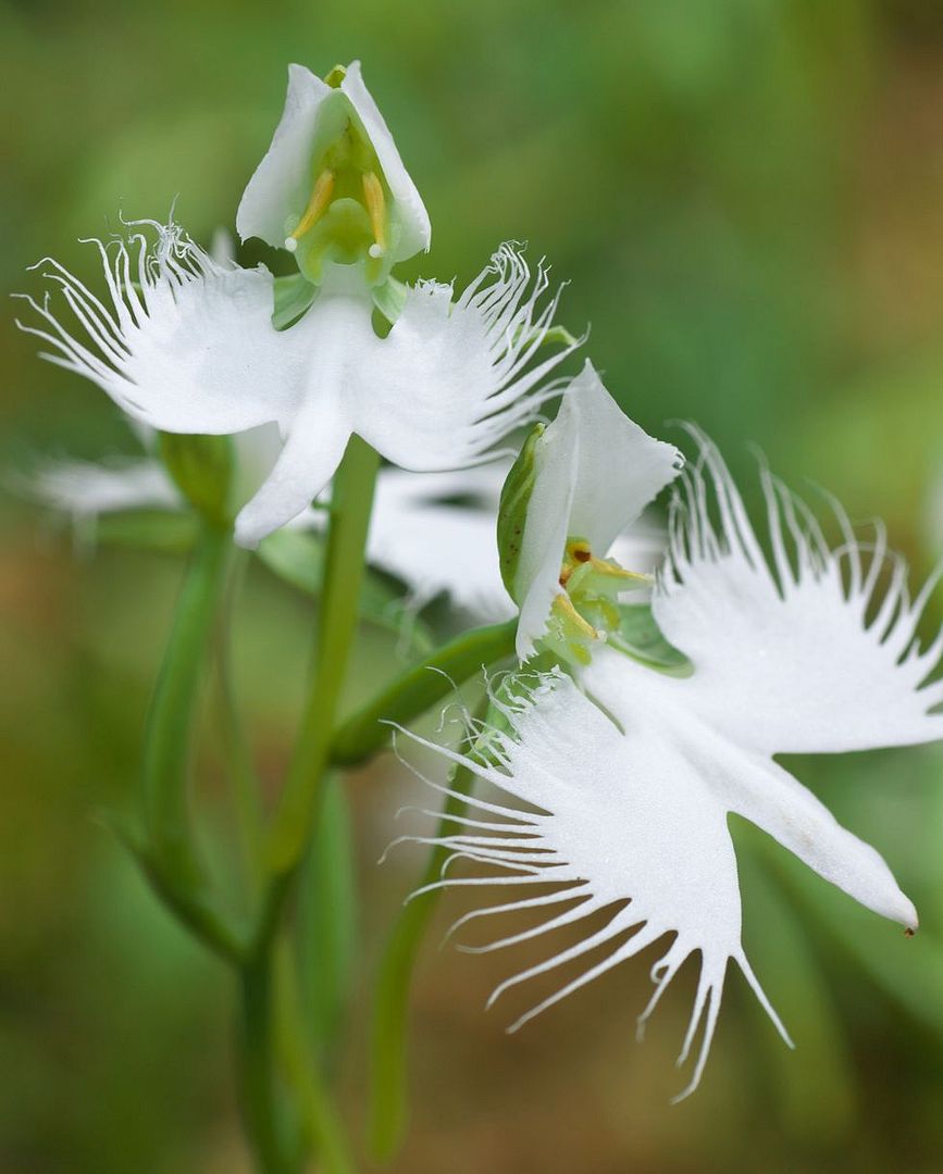 White Egret Orchid (Habenaria radiata)