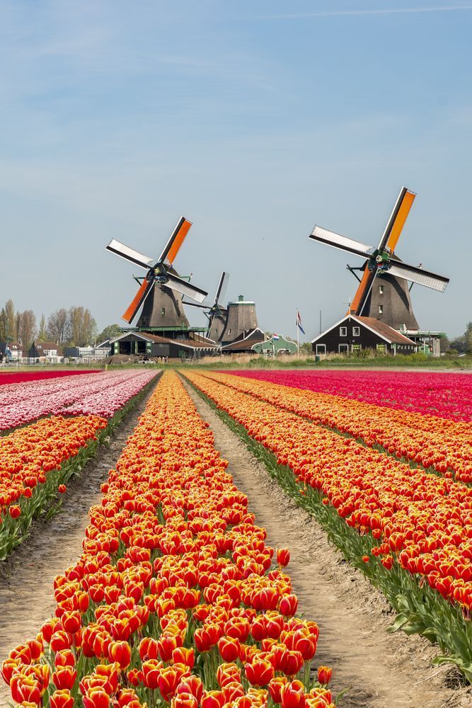 Top places to see tulips in the Netherlands