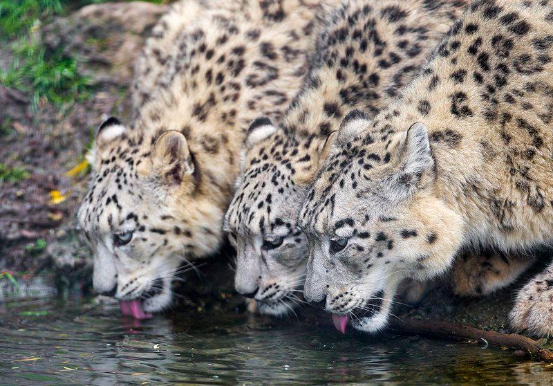 Snow leopards at a watering hole