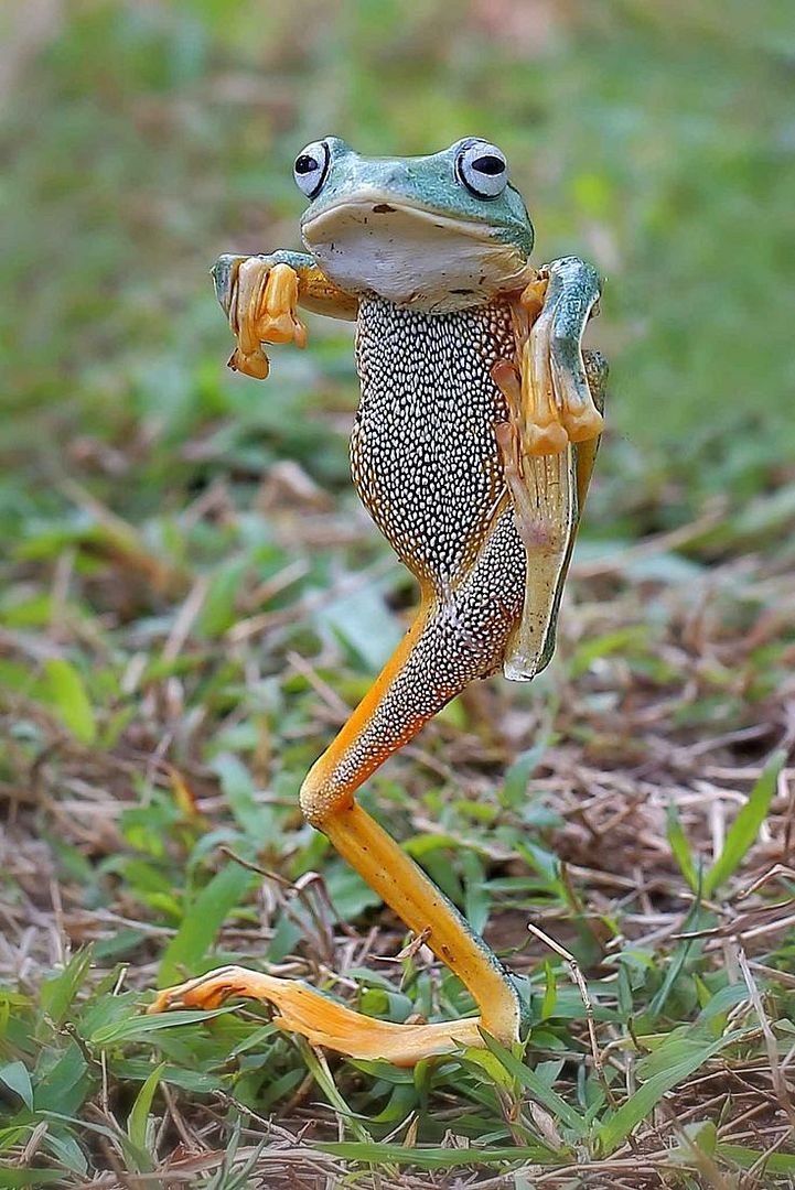 Dancing frog