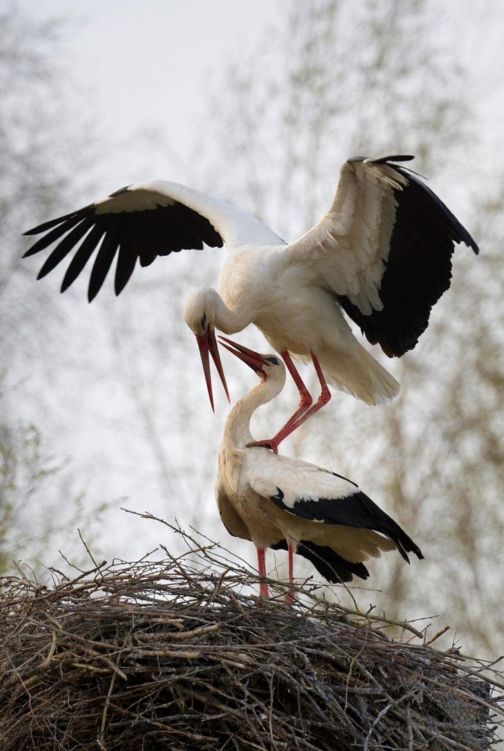 Mating games of storks