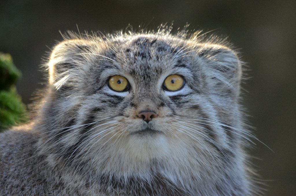 Manul