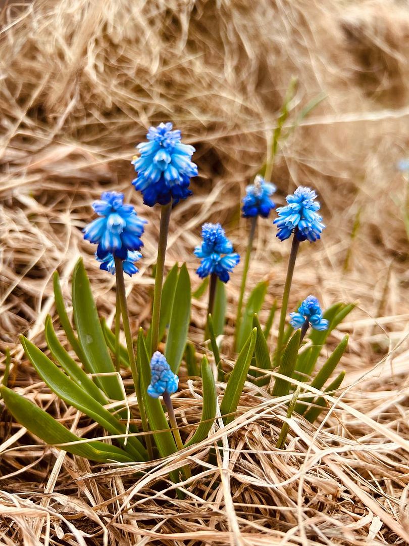 Muscari