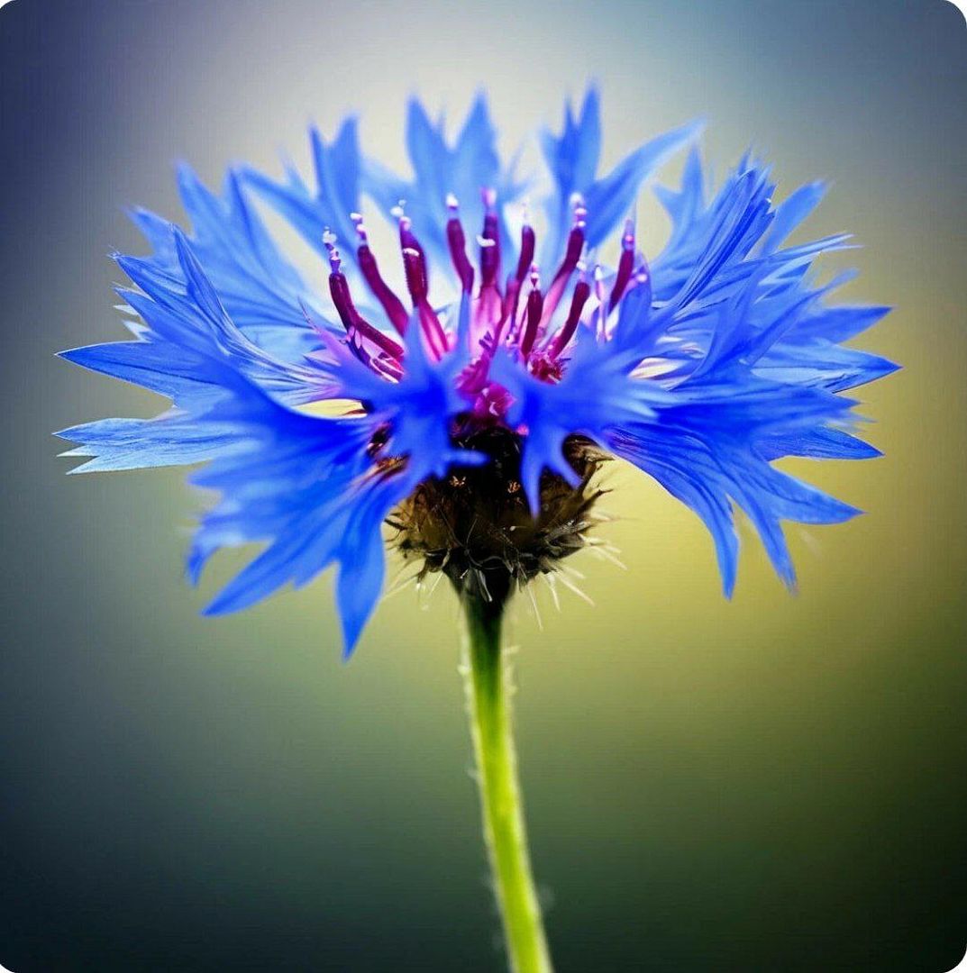 Flower - cornflower