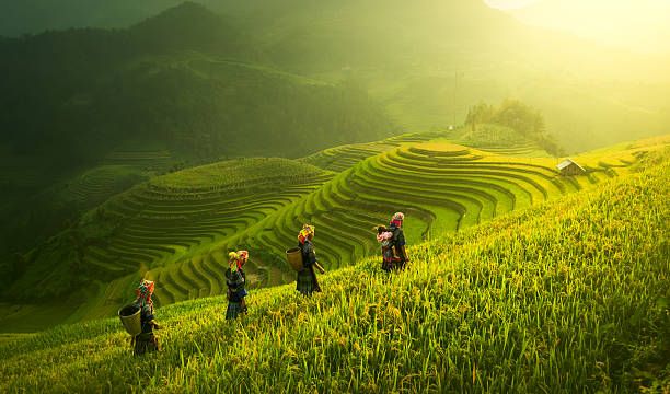 rice field