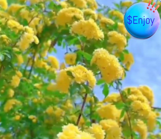 $Enjoy  flower