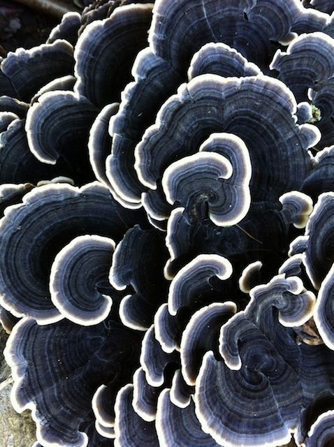 black trametes