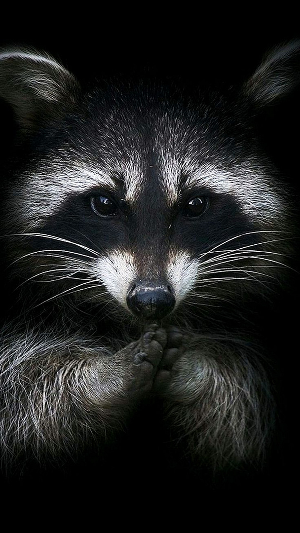 raccoon