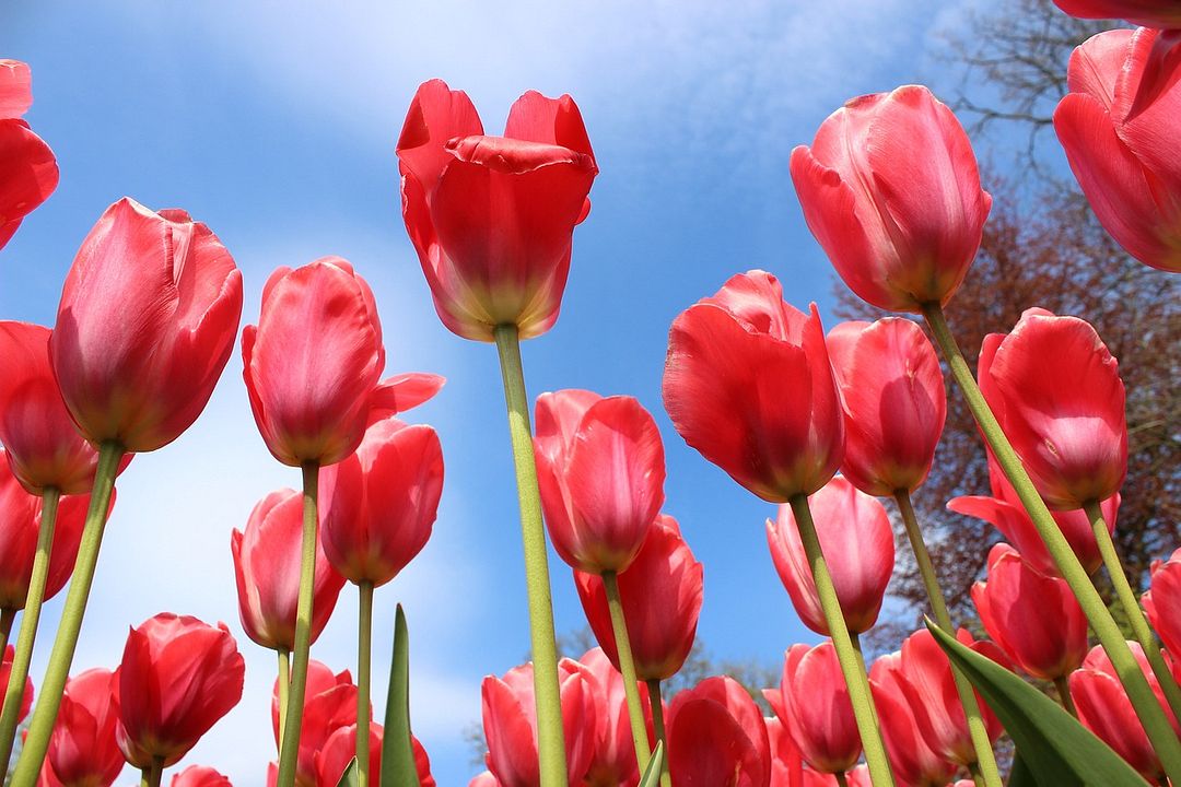 red tulip