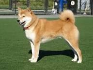 Shib