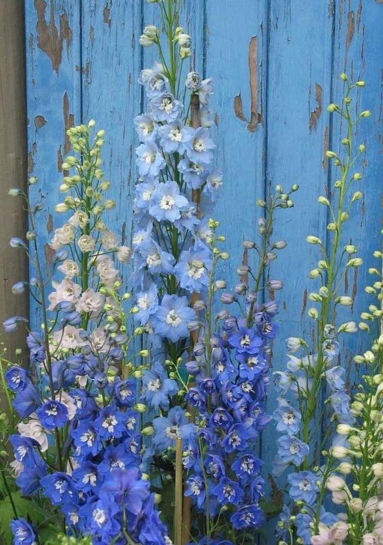 Blue flowers