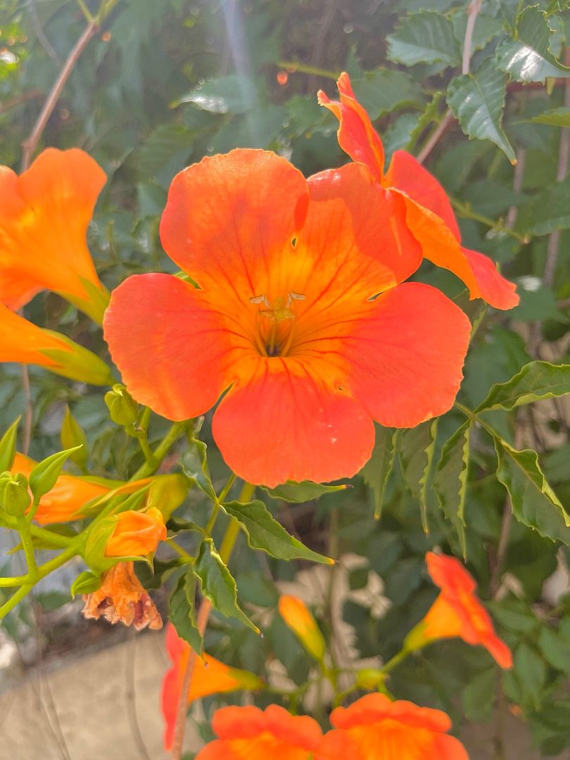 능소화 / 凌霄花 / Chinese trumpet creeper