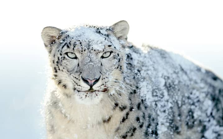 Snow-Leopard